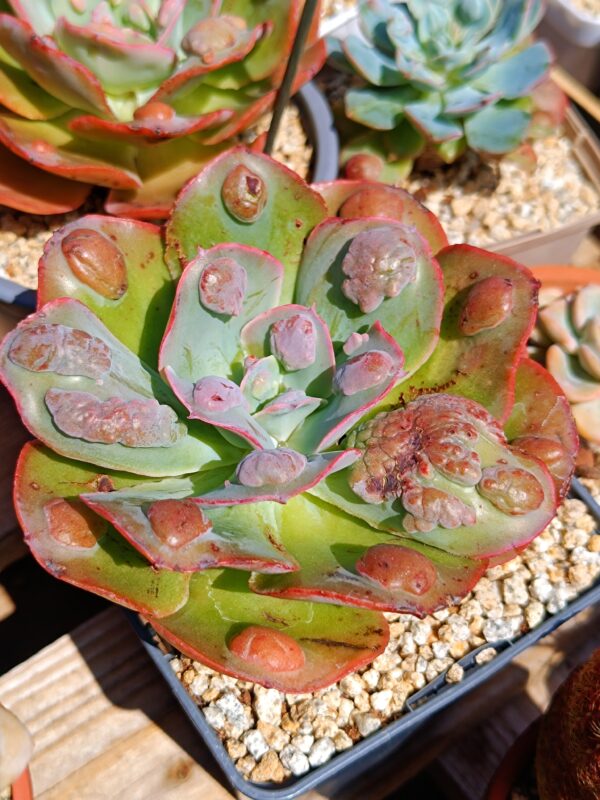 Echeveria Garden Bungalow – Image 6