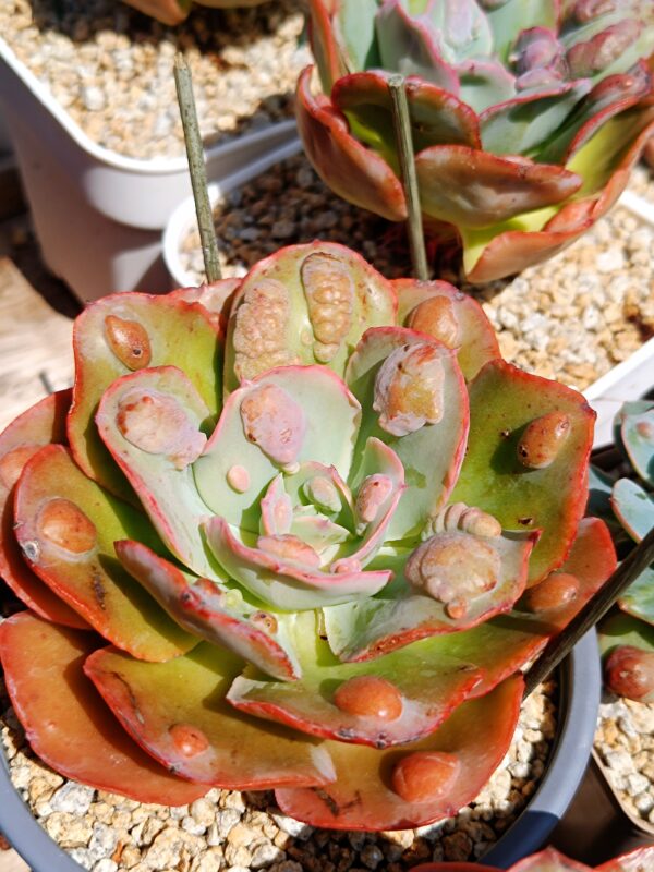 Echeveria Garden Bungalow – Image 4