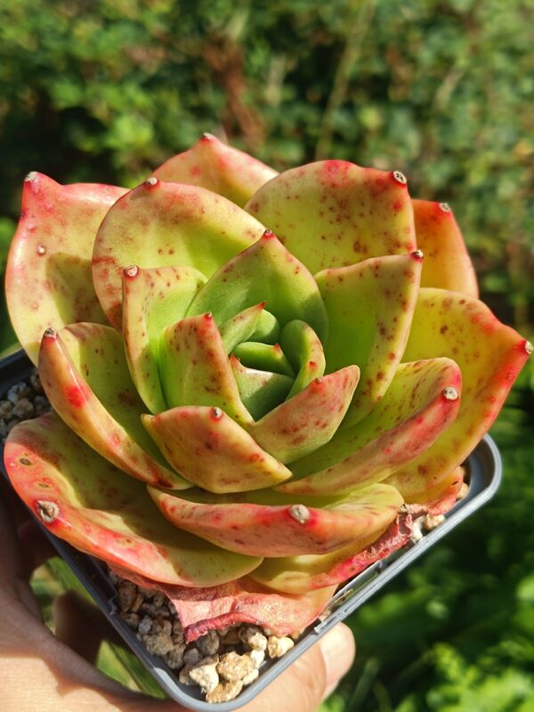 Echeveria agavoïde Lion King L – Image 4