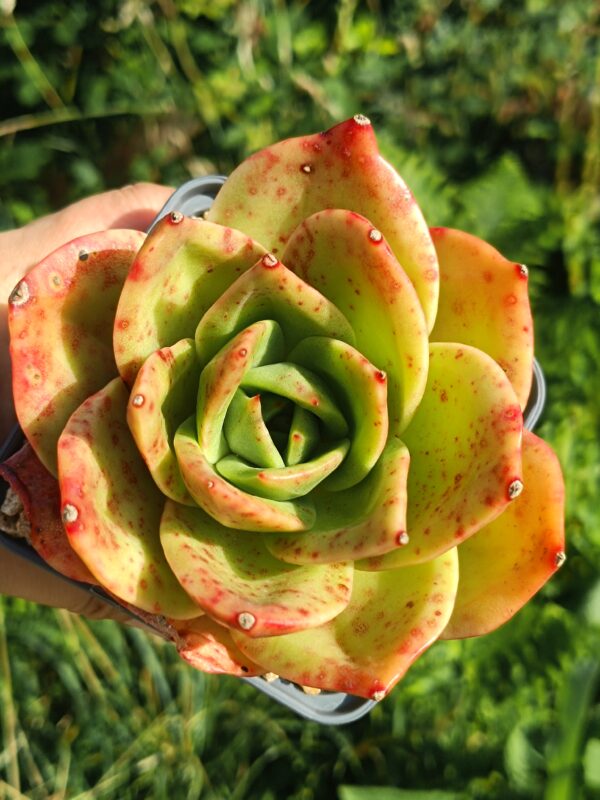 Echeveria agavoïde Lion King L – Image 3