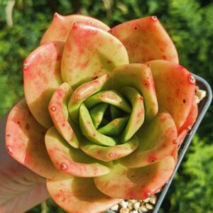 Echeveria agavoïde Lion King L