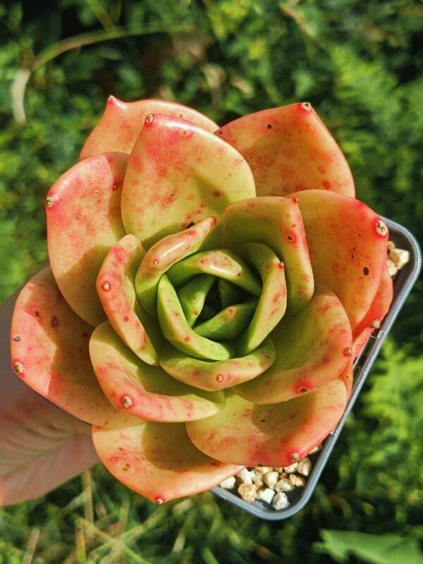 Echeveria agavoïde Lion King L
