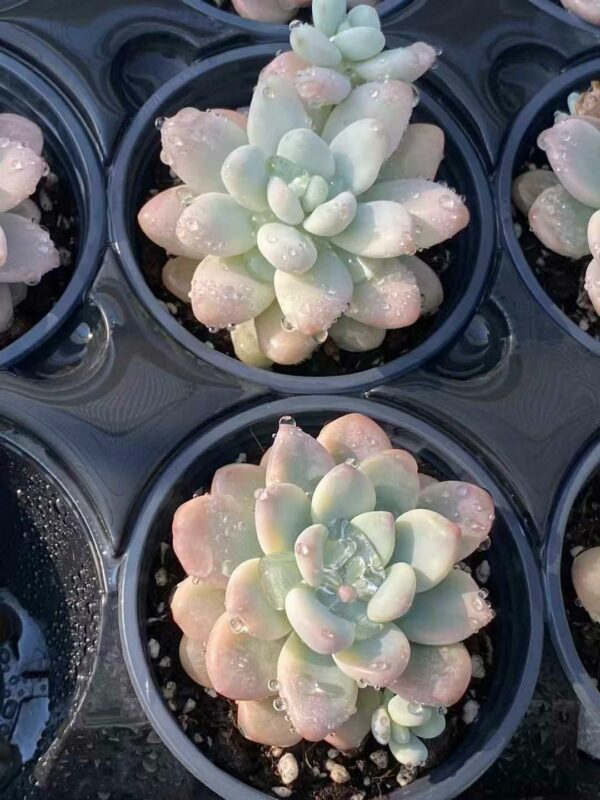 Graptosedum Miul variegata – Image 2