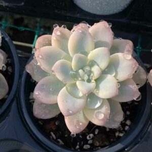 Graptosedum Miul variegata