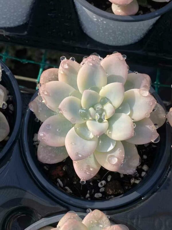 Graptosedum Miul variegata