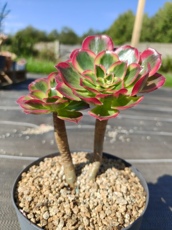 Aeonium Phantom double têtes – Image 2