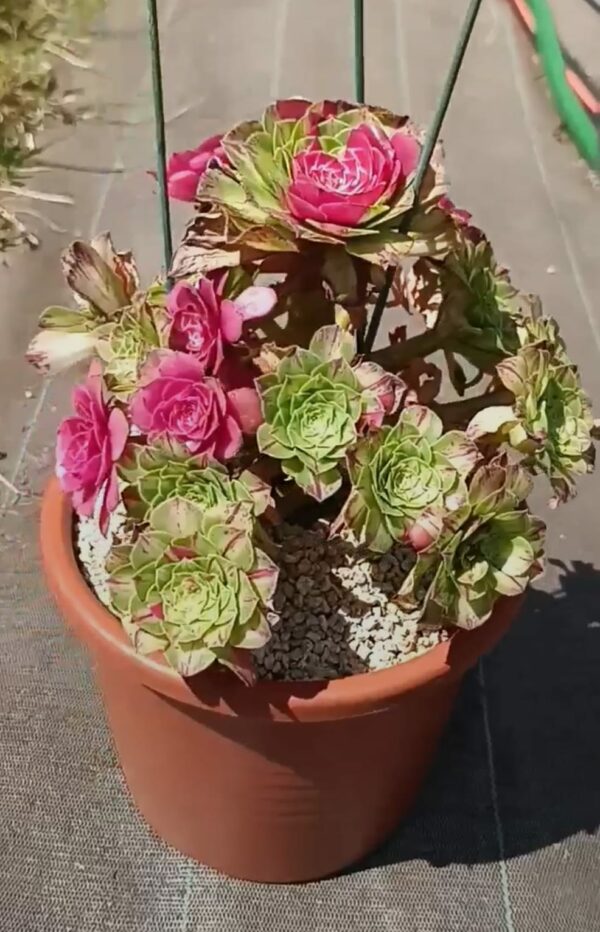 Aeonium Zhifou