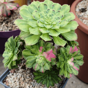 Aeonium Zhifou cluster