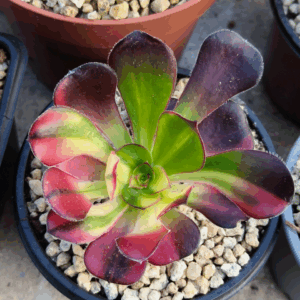 Aeonium Voodoo Rainbow