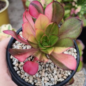Aeonium Voodoo Rainbow