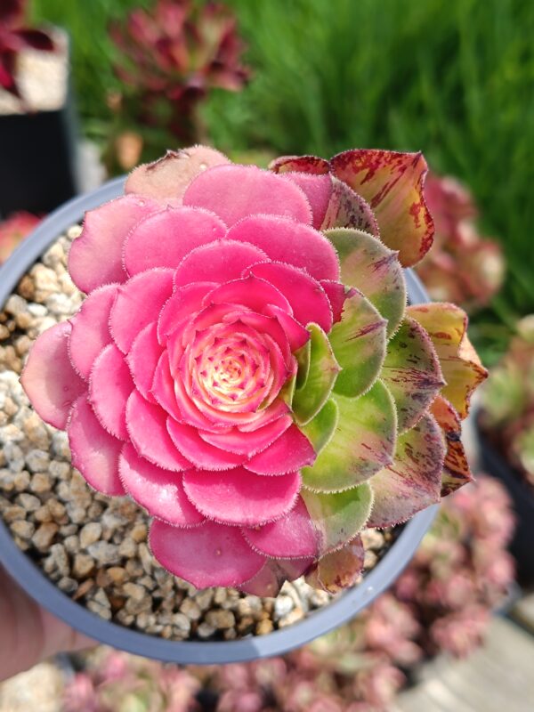 Aeonium Zhifou