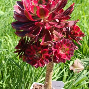 Aeonium Chanel cluster