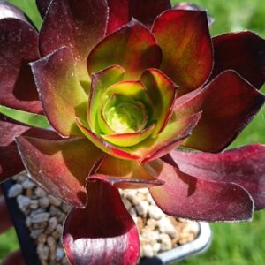 Aeonium Voodoo Rainbow