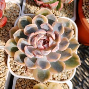 Echeveria Tynie Burger variegata