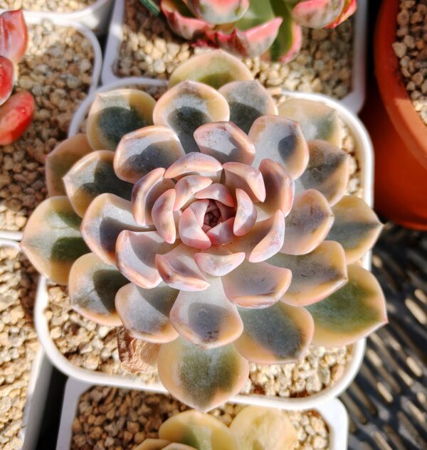 Echeveria Tynie Burger variegata