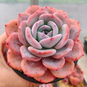 Echeveria Snow Tea