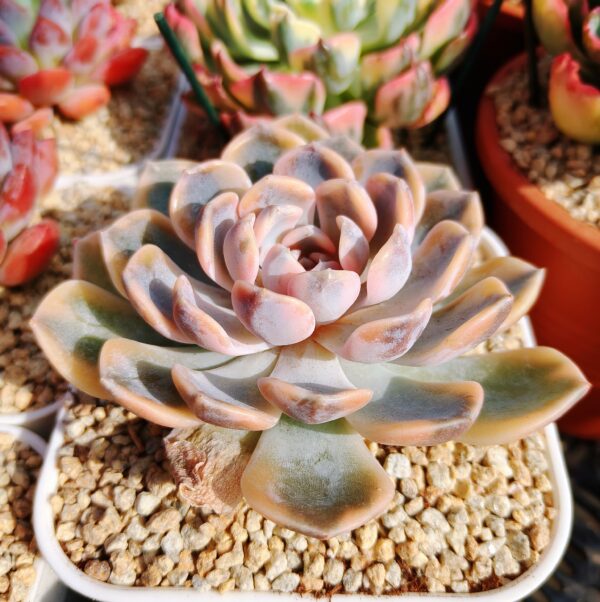 Echeveria Tynie Burger variegata – Image 2
