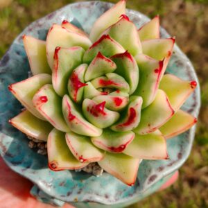 Echeveria agavoide Ebony variegata