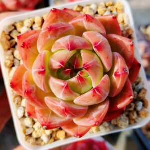 Echeveria HongLuan S