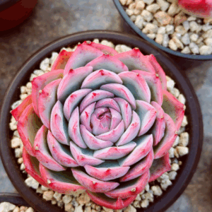 Echeveria Silhouette