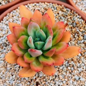 xPachiveria Ocean Song