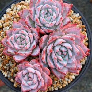 Echeveria Bluebird cluster 4 têtes