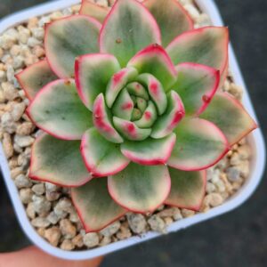 Echeveria agavoide Azure variegata