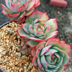 Echeveria Amistar cluster 3 têtes vieux tronc