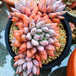 xPachyveria Angel's Finger cluster