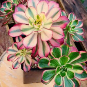 Aeonium Phantom cluster