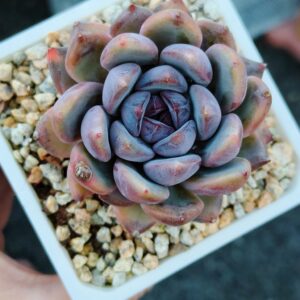 Echeveria Misty Garden