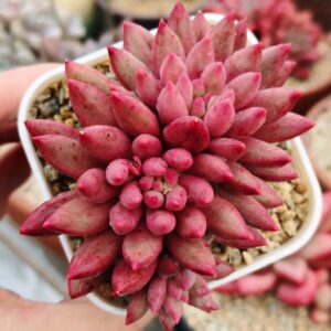 Pachyphytum YuMeiRen cluster