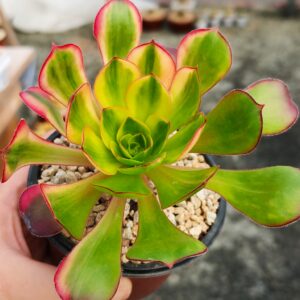 Aeonium Voodoo Rainbow