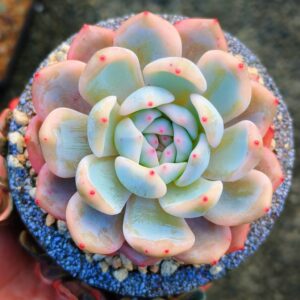 Echeveria Monroe variegata