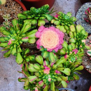 Aeonium Zhifou cluster