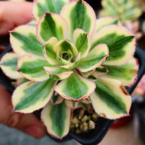 Aeonium Marnier Lapostolle variegated