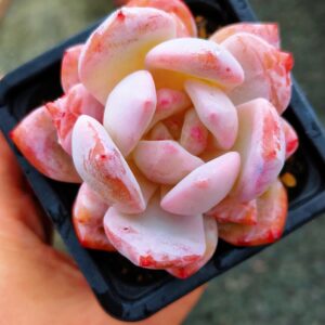 Echeveria Snow Angel Sugar Heart