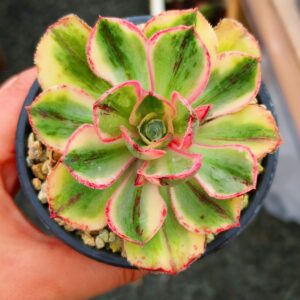 Aeonium Marnier Lapostolle variegated