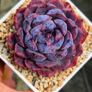 Echeveria Misty Garden