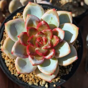 Echeveria Snow Angel Sugar Heart L