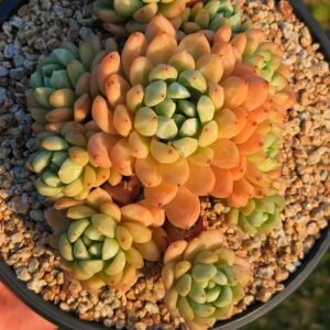 xPachyveria Patek cluster
