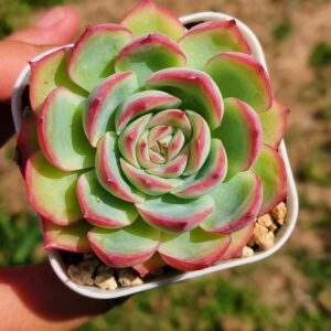 Echeveria Silhouette