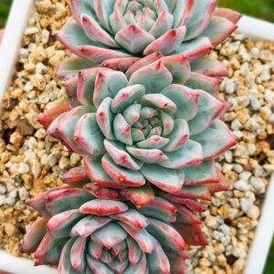 Echeveria Bluebird cluster 3 têtes