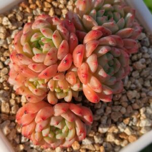 Echeveria Hani cluster