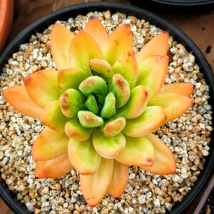 xPachyveria Ocean Song
