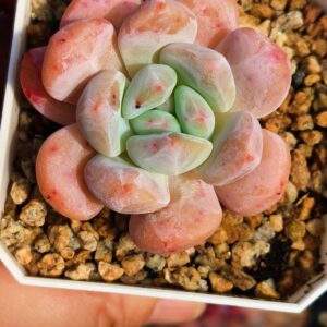 Echeveria Ice Orange