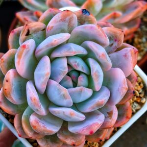 Echeveria Monroe variegata