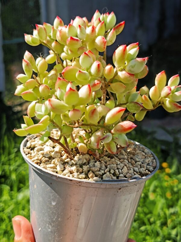 Cotyledon Pendens – Image 2