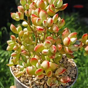 Cotyledon Pendens