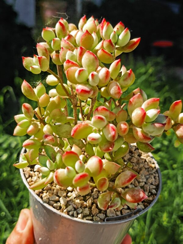 Cotyledon Pendens